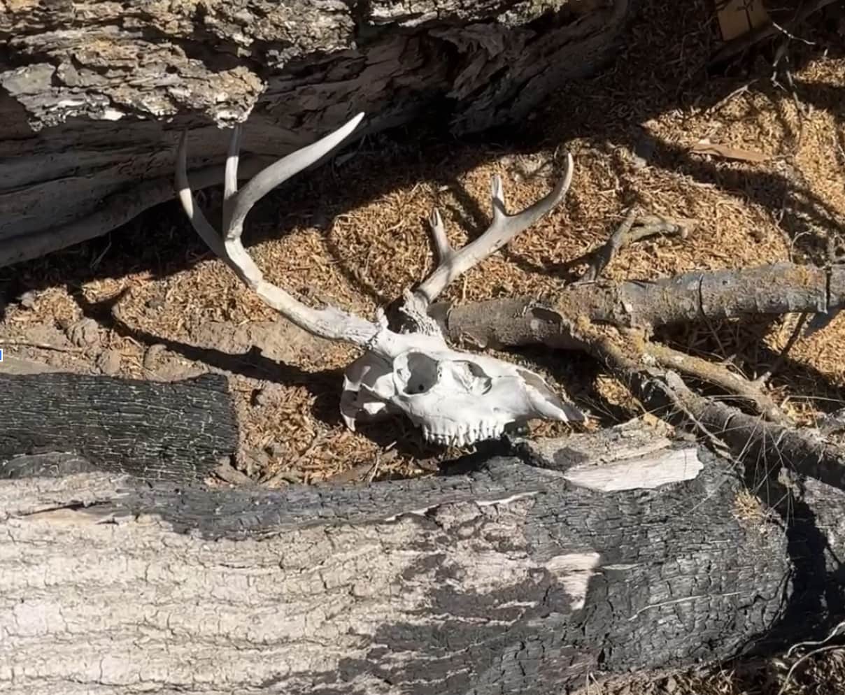 A Whitetail Skull So Bizarre The Internet Claimed It Was Fake
